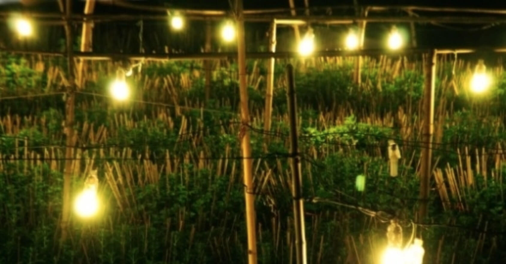 Chiếu sáng sủa tự tạo vì thế đèn sợi thắp mang lại cây trồng