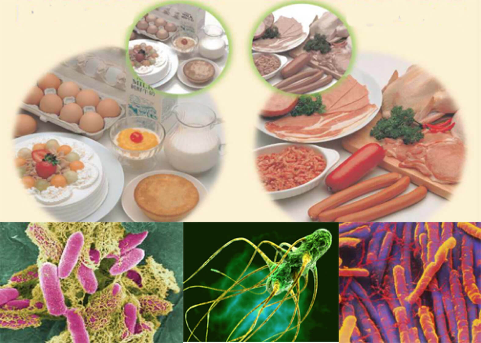 Thực phẩm phổ biến gây ngộ độc thực phẩm do vi khuẩn